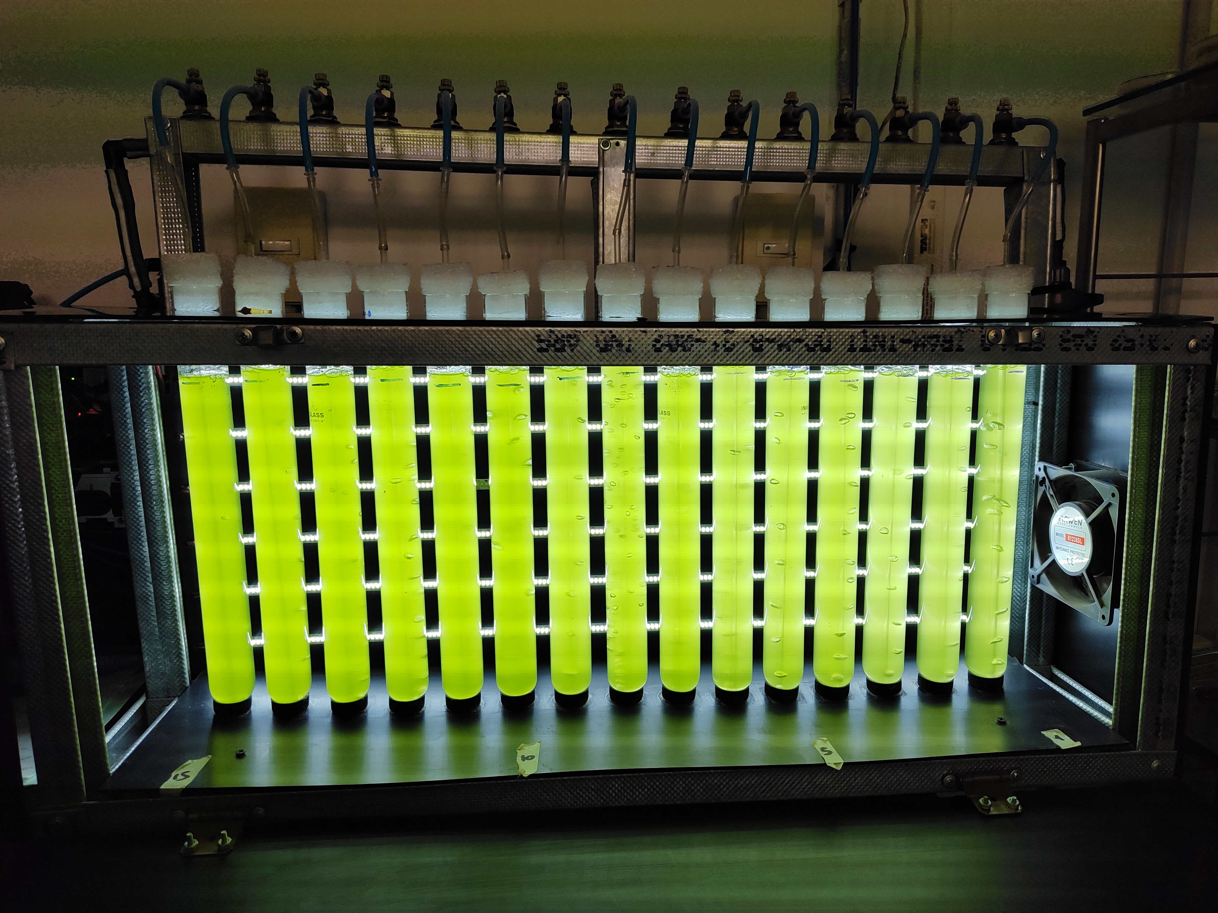 Algas en laboratorio