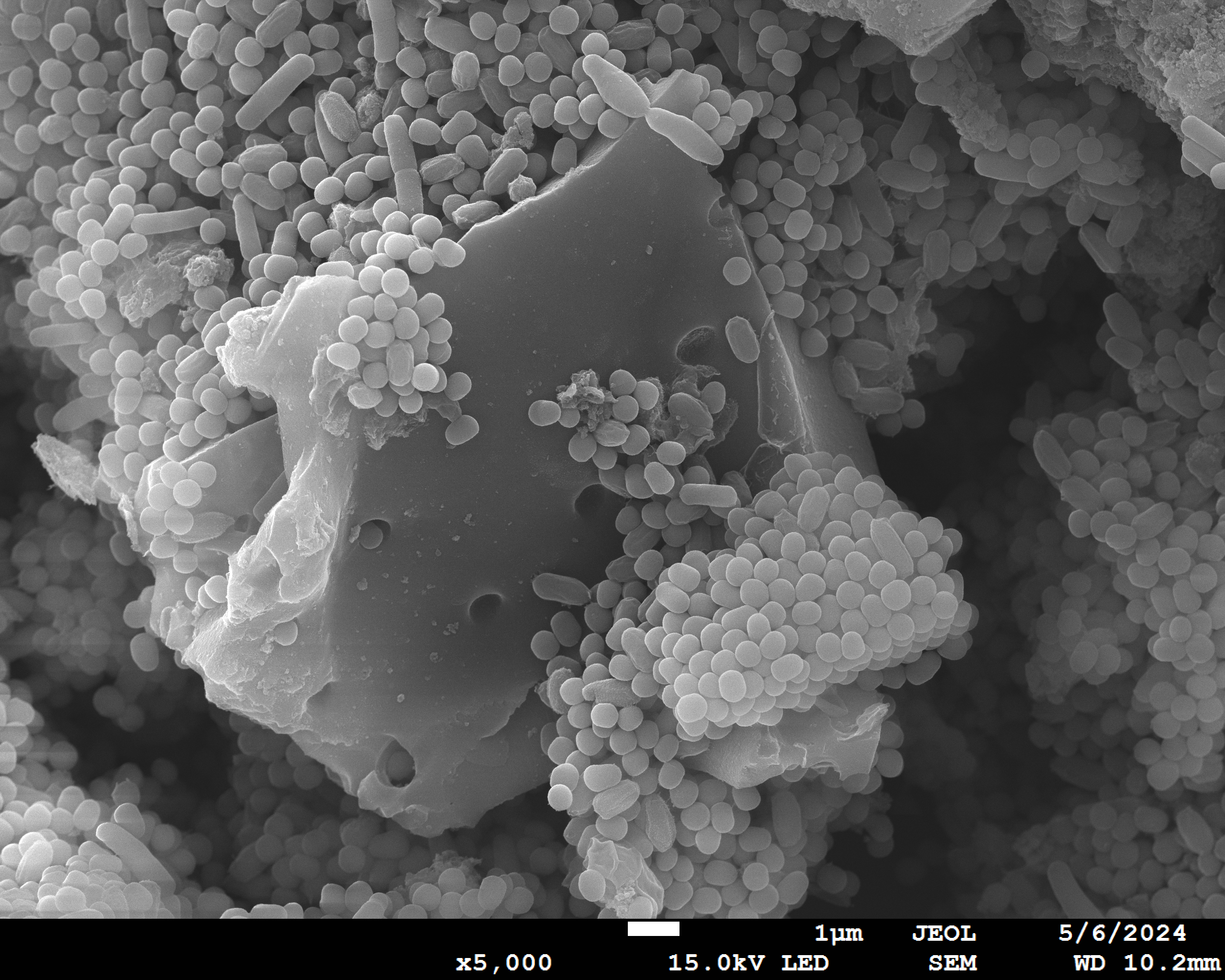 Bacterias formando biofilm