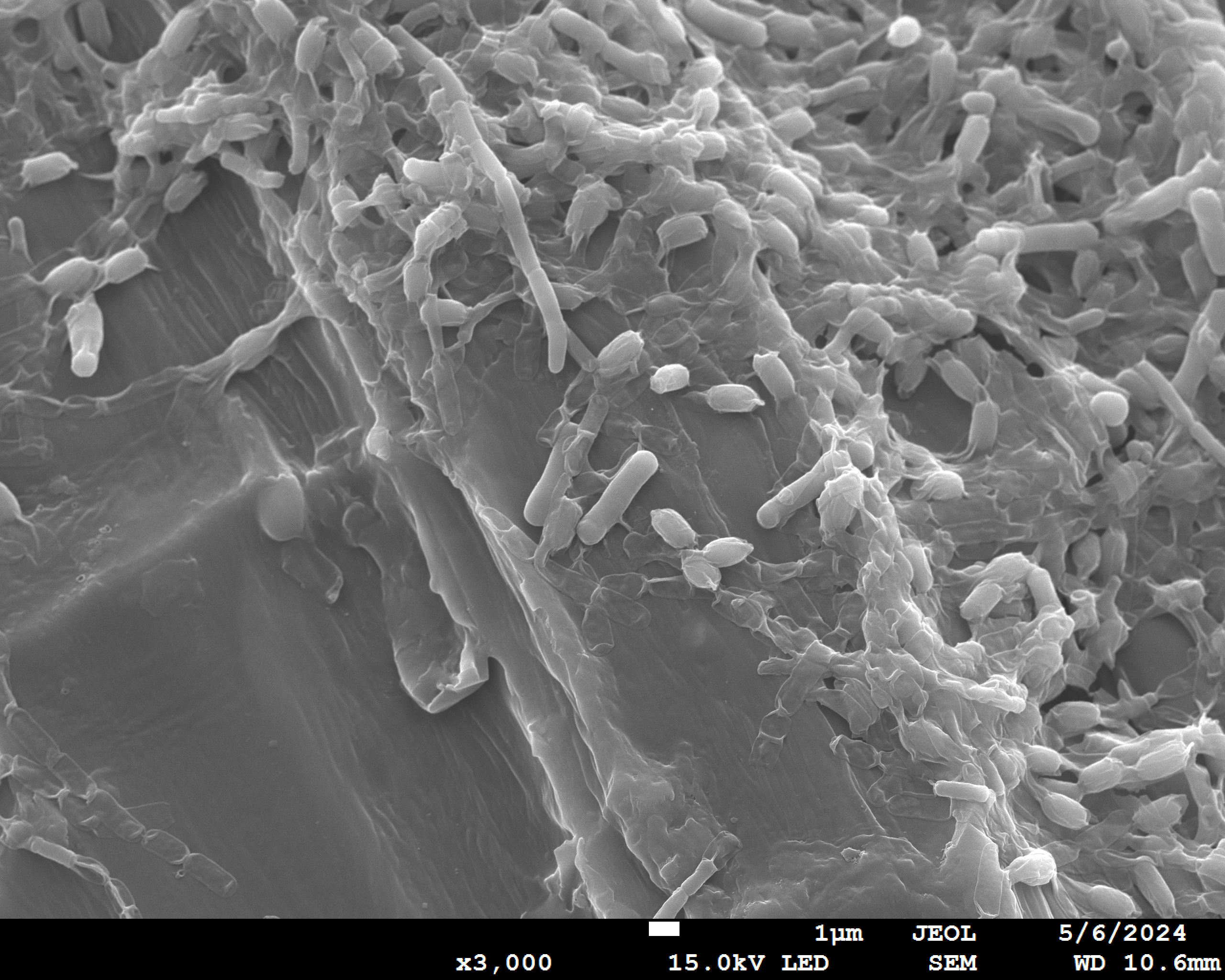 Biofilm en formación