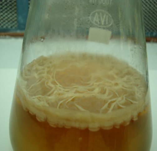 Microscopía de biofilm